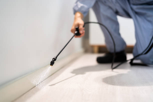Licensed Wasp Removal service in Stroudsburg, PA - Show Me Pest Control